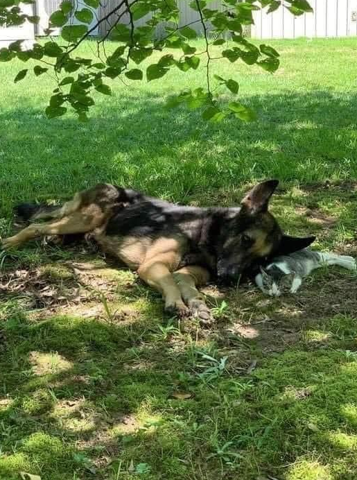 TweeetsOfDogs's tweet photo. We live in a very rural area and have had our share of animals dumped by heartless people. Some we are able to keep and others we find homes for. This pure bred older German Shepherd was dumped on us about 4 years ago. We decided to keep him, named him Shep and gave him food and lots of TLC. But it was weeks before he would allow anyone to touch him. One day I picked up one of our barn cats and Shep ran to me, nuzzled the cat and allowed me to pet him for the very first time. He loves all of our cats and is more comfortable with them than he is with humans. Our vet says he most likely was abused before coming to us. He has a good life now and enjoys snuggling with a kitten we recently adopted…they are best buds.