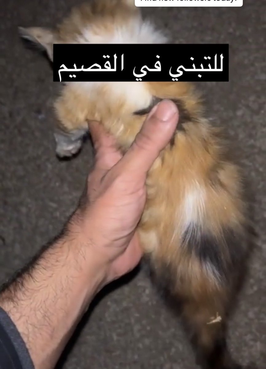 FAlqeaid's tweet photo. كيتين للتبني بالقصيم، عمر شهرين ونص سليمة جسديا (نفسيا لا) لعوبة ونظيفة وخالية من الأمراض.. (لاتكلمني اذا ماسبق ربيت كيتينز) 
السبب: عندي بالمزرعه بساسة كبار كثيرين واخلاقهم وسط معها وأمها رفضتها .. وماعندي مكان اعزلها فيه لحد ماتكبر

 #قطط_للتبني #القصيم #الرس 
#تبنى_لا_تشتري https://t.co/0ZcssBTkaW
