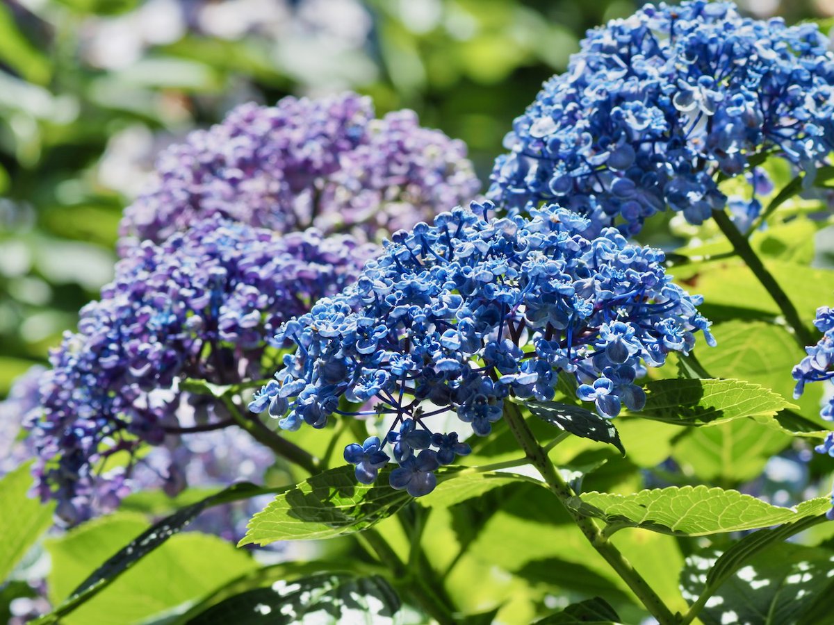 ✳︎flower✳︎様 flower