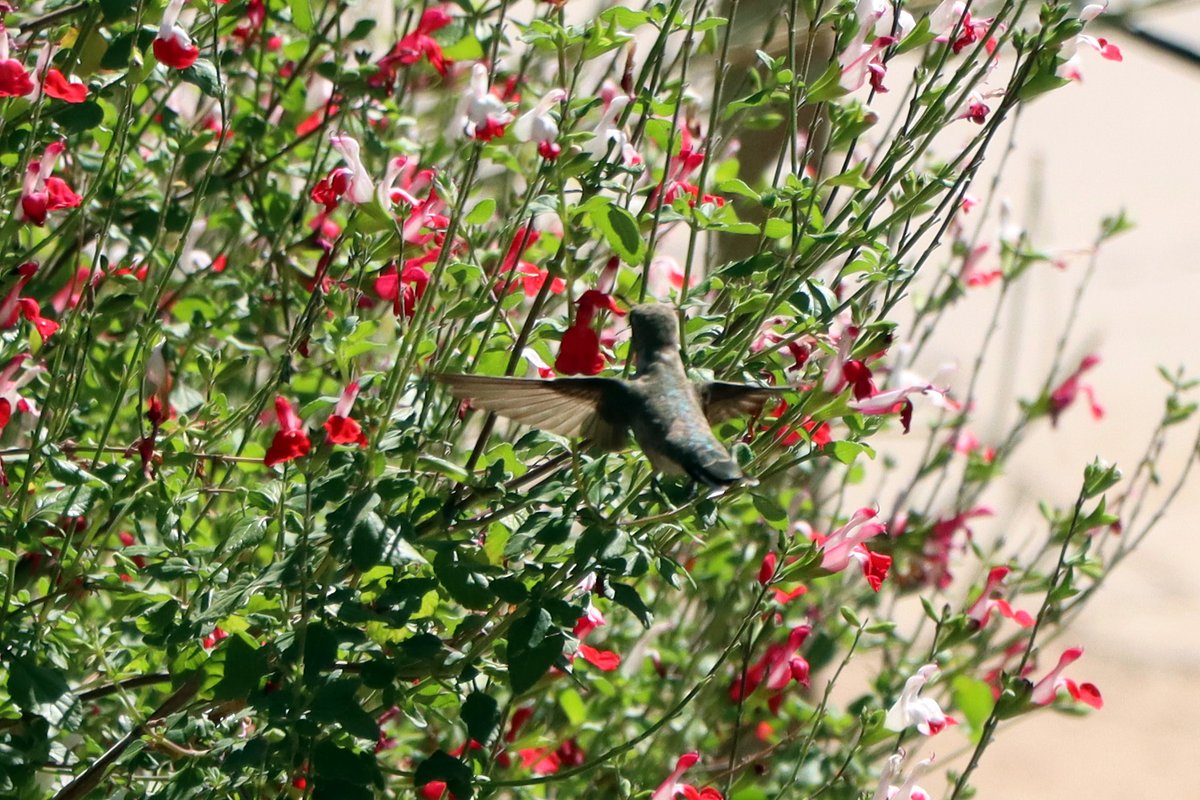 ReidParkZoo's tweet photo. #InsectWeek is an important reminder that every three bites of food you eat is dependent on pollinators. That's three-fourths of the world’s flowering plants and about 35 percent of the world’s food crops. https://t.co/UR44TgLl2r