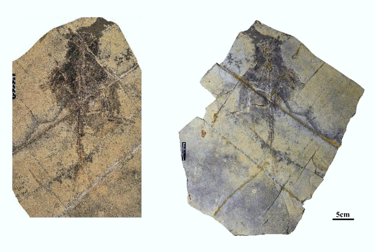 PaleontologieFr's tweet photo. 🪶Un nouveau #dinosaure à plumes du #Crétacé de Chine🇨🇳 révèle une évolution plus complexe des premiers pennaraptoriens : #Changzhousaurus.
Ses grandes ailes et longues plumes caudales rappellent celles d’un paon.🦚
#Paraves

📰https://t.co/EdZTQM1Bwr

🔎https://t.co/VaWOiHCZdm https://t.co/Szh6j1RW1F
