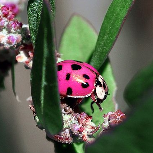 AMAZlNGNATURE's tweet photo. Pink ladybugs stand out for one obvious reason

Their rare pink shells make them easy to recognize, while they help keep aphids and other plant pests under control https://t.co/1vbNVpRViV
