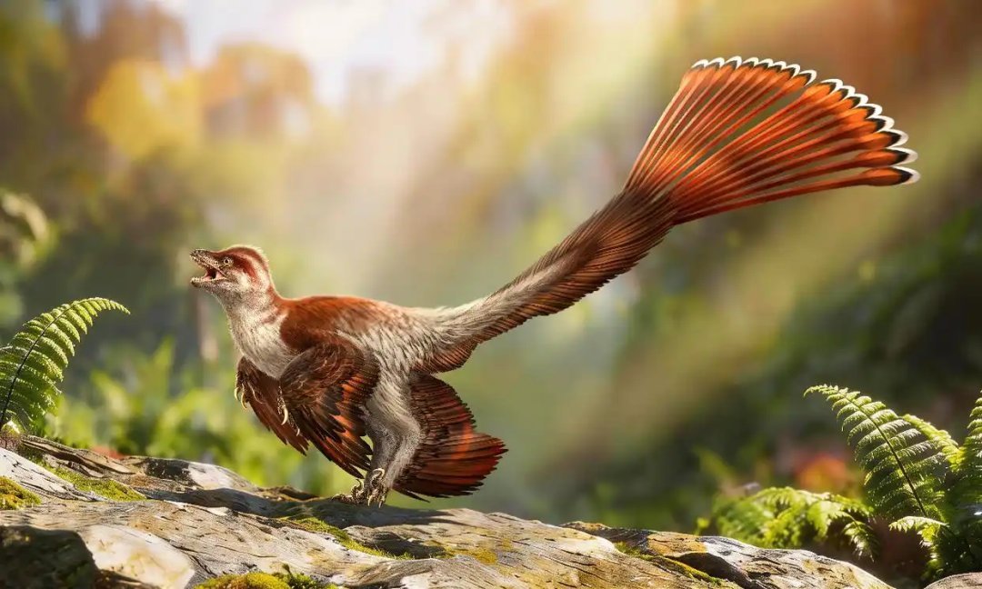 PaleontologieFr's tweet photo. 🪶Un nouveau #dinosaure à plumes du #Crétacé de Chine🇨🇳 révèle une évolution plus complexe des premiers pennaraptoriens : #Changzhousaurus.
Ses grandes ailes et longues plumes caudales rappellent celles d’un paon.🦚
#Paraves

📰https://t.co/EdZTQM1Bwr

🔎https://t.co/VaWOiHCZdm https://t.co/Szh6j1RW1F