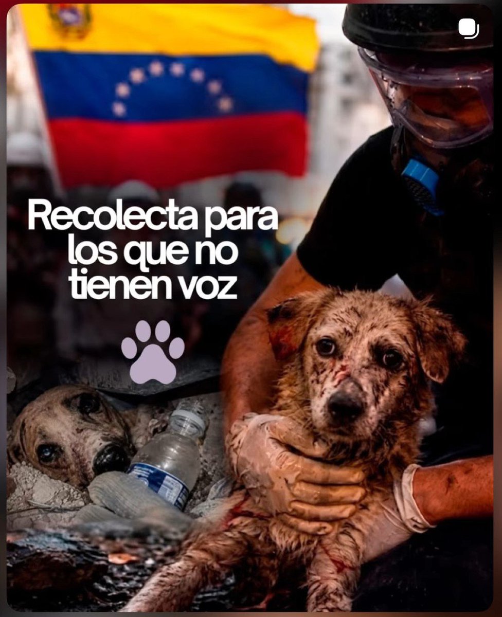 Angieoulook_'s tweet photo. Toda vida importa. Por favor, no olvidemos a los animalitos atrapados en Venezuela, ellos también necesitan ser rescatados con vida de los escombros. Toda vida vale.

https://t.co/Q47zWsdpiX

#PandillaGateX #NoTeInforma https://t.co/yMcDjjB5Ka