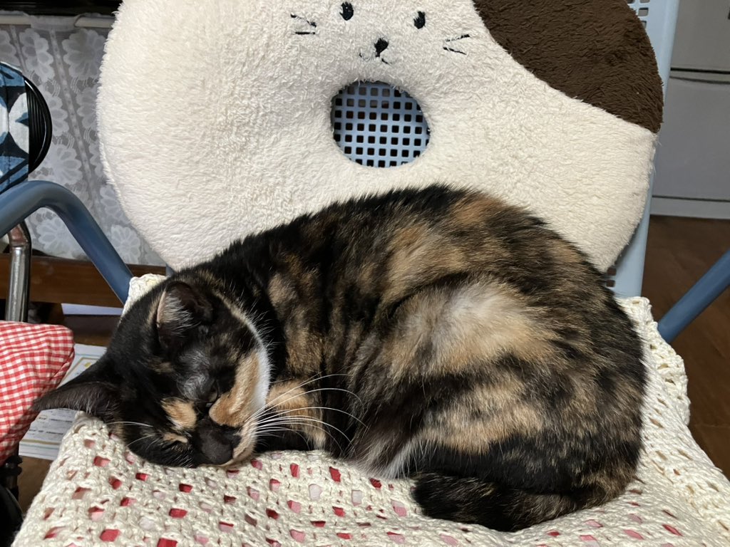 cafesanacia's tweet photo. 台風の影響は無いにゃん（すやすや）
#cats #猫 #にゃんこ #三毛猫 https://t.co/SLDTWgx9AP
