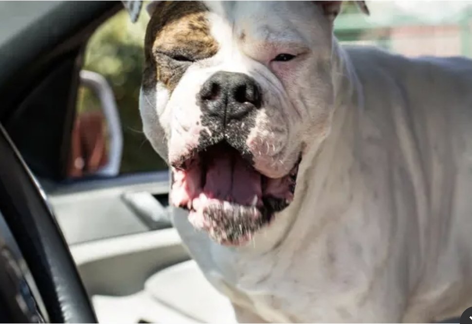RobertMaslak's tweet photo. Mieszkaniec powiatu polkowickiego zostawił w zamkniętym aucie swojego psa rasy american bully na czas wynoszenia rzeczy z mieszkania partnerki. 28-latek twierdzi, że nie zauważył, jak szybko minął czas -  pies miał spędził w pojeździe od pół godziny do godziny w czasie upalnego popołudnia w czwartek 25 czerwca 2926 r. Pies nie oddychał, pomimo podjęcia reanimacji przez właściciela i wezwanego lekarza weterynarii, psa nie udało się uratować. 
Sprawę bada policja.

Nigdy nie należy zostawiać w aucie psa czy innego zwierzęcia lub dziecka. Nawet przy temperaturze zewnętrznej 20 st. C, w czasie słonecznej pogody temperatura w ciągu 10 minut może wzrosnąć do ponad 40 st. C.

Zdjęcie poglądowe.