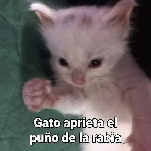 alex.cito tweet media