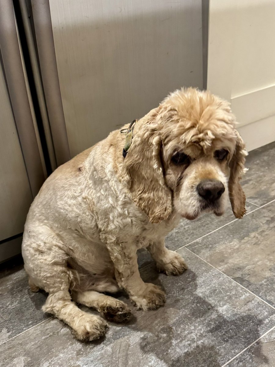 SpanielsSuper's tweet photo. This is the face of a dog who has been told that due to the heat & fridge problems @marksandspencer haven’t got any #ScotchEggs 😱🤷♀️💔
M&S you have devastated a 15 year old spaniel who adores your #ScotchEggs #HowCouldYou #DoBetterPlease
He’s currently having a #SitIn by the fridge, waiting for an update!