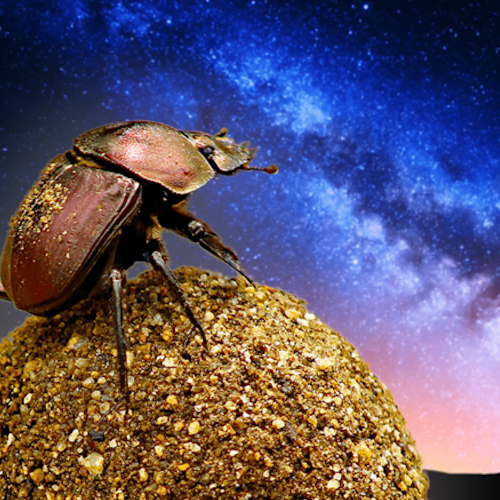 AMAZlNGNATURE's tweet photo. Dung beetles use the Milky Way to find their way

Scientists discovered they use the glow of our galaxy to roll their dung balls in a straight line and avoid rivals https://t.co/gEqNWA9Pke