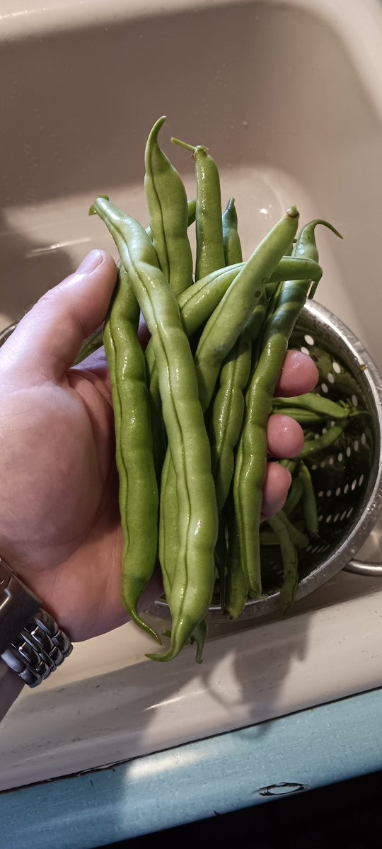 AngryChair10's tweet photo. @apeelsciences Isn't it amazing that homegrown fruits or vegetables taste far superior to any store bought produce yet has nothing sprayed on them ever and is typically just as big if not larger? https://t.co/ibvsYObBXR