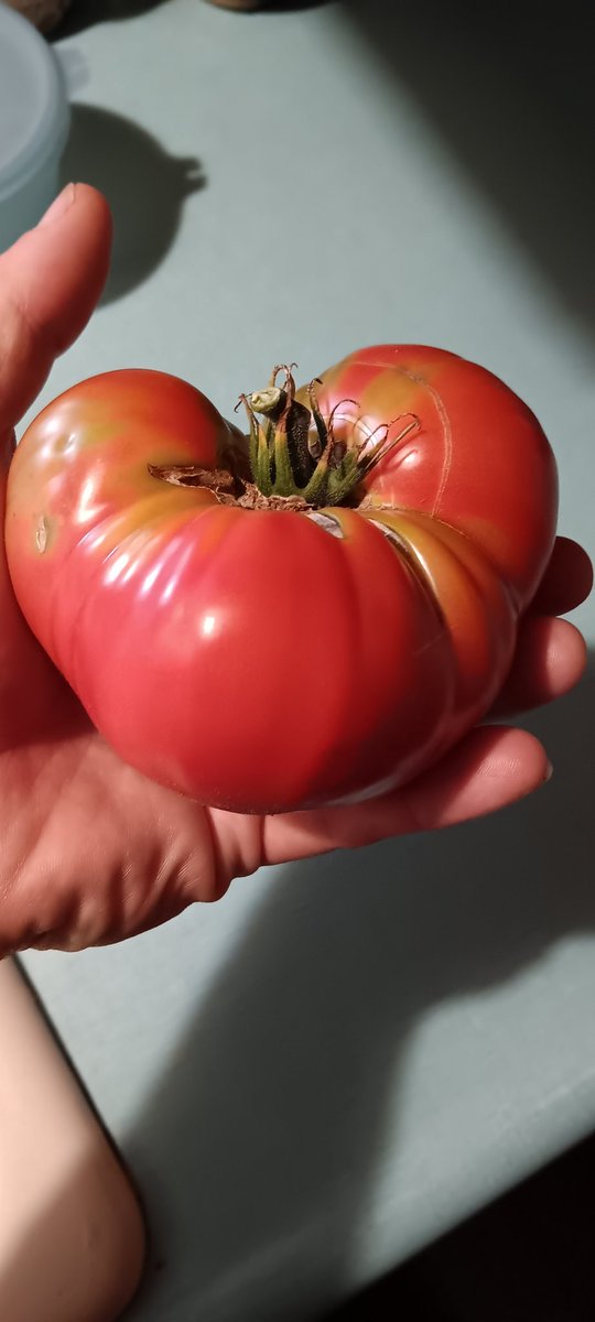 AngryChair10's tweet photo. @apeelsciences Isn't it amazing that homegrown fruits or vegetables taste far superior to any store bought produce yet has nothing sprayed on them ever and is typically just as big if not larger? https://t.co/ibvsYObBXR