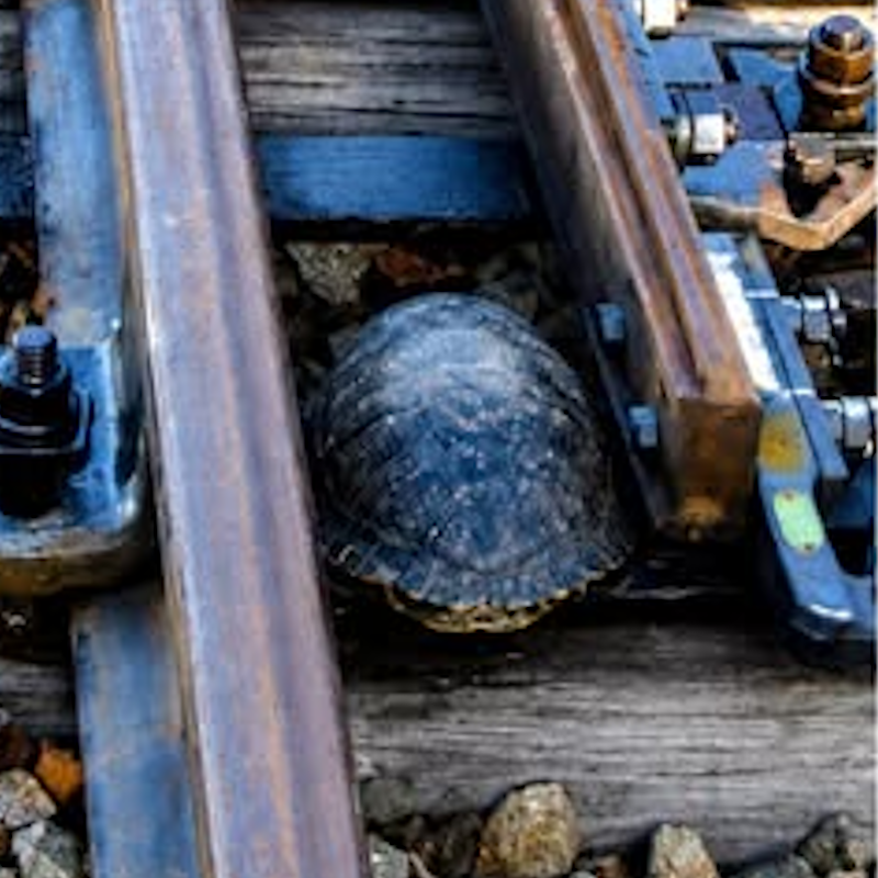 AMAZlNGNATURE's tweet photo. Japan built tiny tunnels under railway tracks to help turtles cross safely

The underpasses prevent turtles from getting trapped in rail switches, protecting wildlife while reducing train delays https://t.co/jvv2RI1xYO