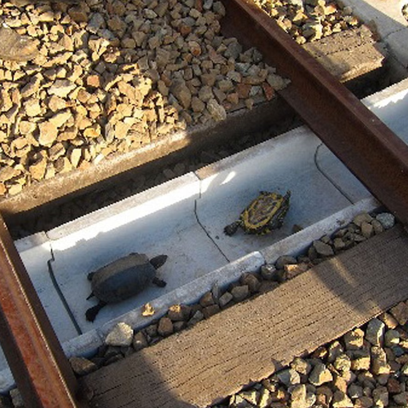 AMAZlNGNATURE's tweet photo. Japan built tiny tunnels under railway tracks to help turtles cross safely

The underpasses prevent turtles from getting trapped in rail switches, protecting wildlife while reducing train delays https://t.co/jvv2RI1xYO