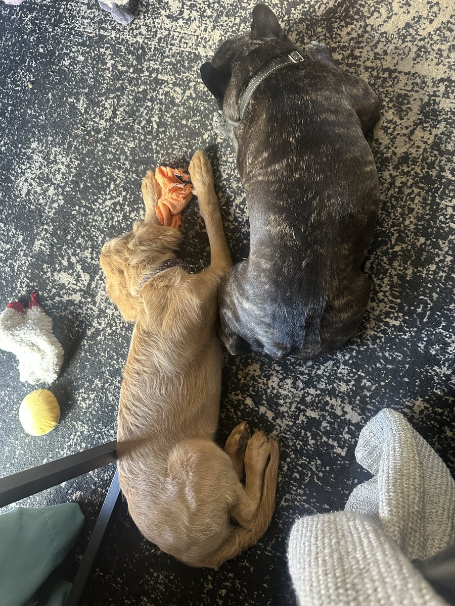 AgNimbus9's tweet photo. A tired 🥱 household but we are going on Saturn first walk and restaurant :D https://t.co/4WJ6urXzGr