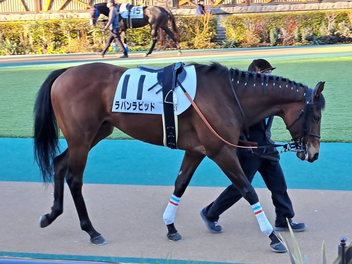 3furlong_nakano's tweet photo. 本日3ハロン出資馬のラパンラピッドが
福島1Rに出走��ます🏇✨

どうか無事に🙏良いレースを✨

#ラパンラピッド #福島1R #応援 https://t.co/rsWhKNKY3w