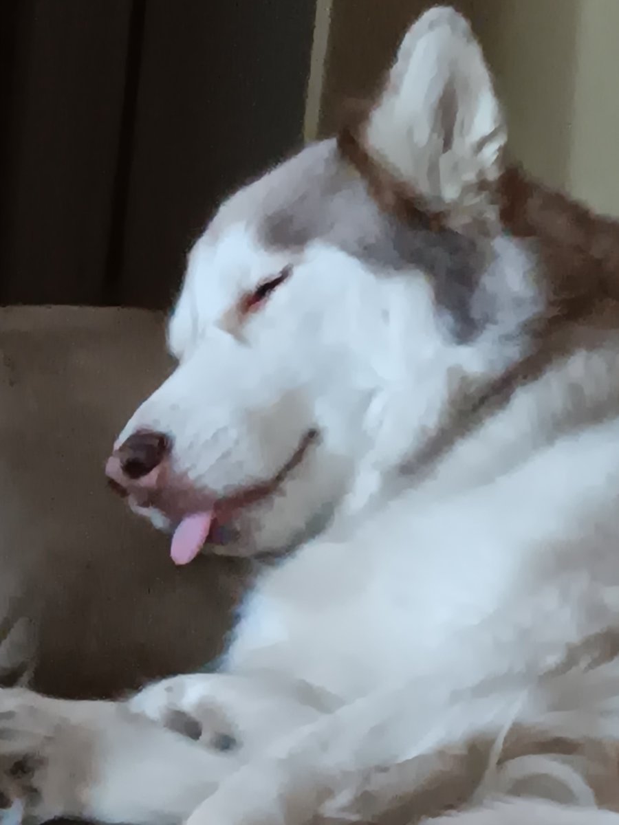 TheRealJaybel73's tweet photo. @MikeBales My dogs response to hate! https://t.co/DycVx3IrPd