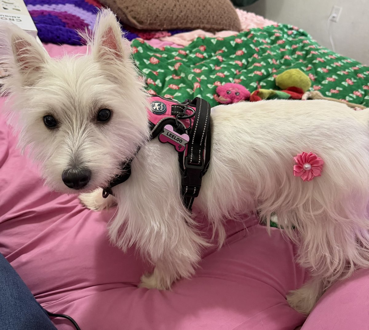 kellysgal's tweet photo. Here's my gorgeous Leeloo after her grooming. Monty couldn't be groomed as he has a small wound on his back that is open (due to his proclivity to playing in blackberry vines). He'll be getting his beauty on in about 2 weeks. Something new I discovered about Leeloo is she likes watching dogs on TV. #westies #dogs