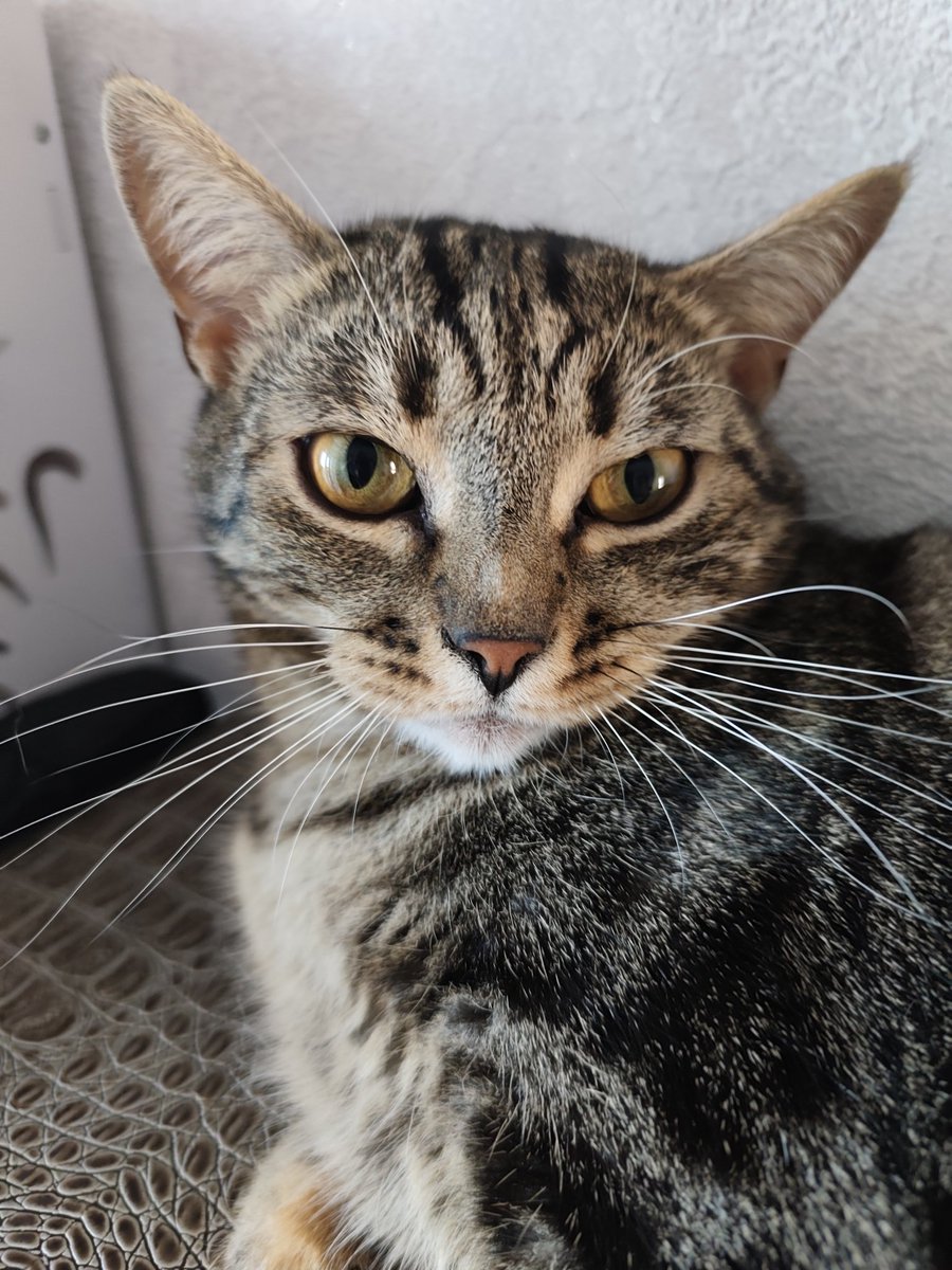 Mealinasy's tweet photo. My cat https://t.co/gLcDdJkm4W