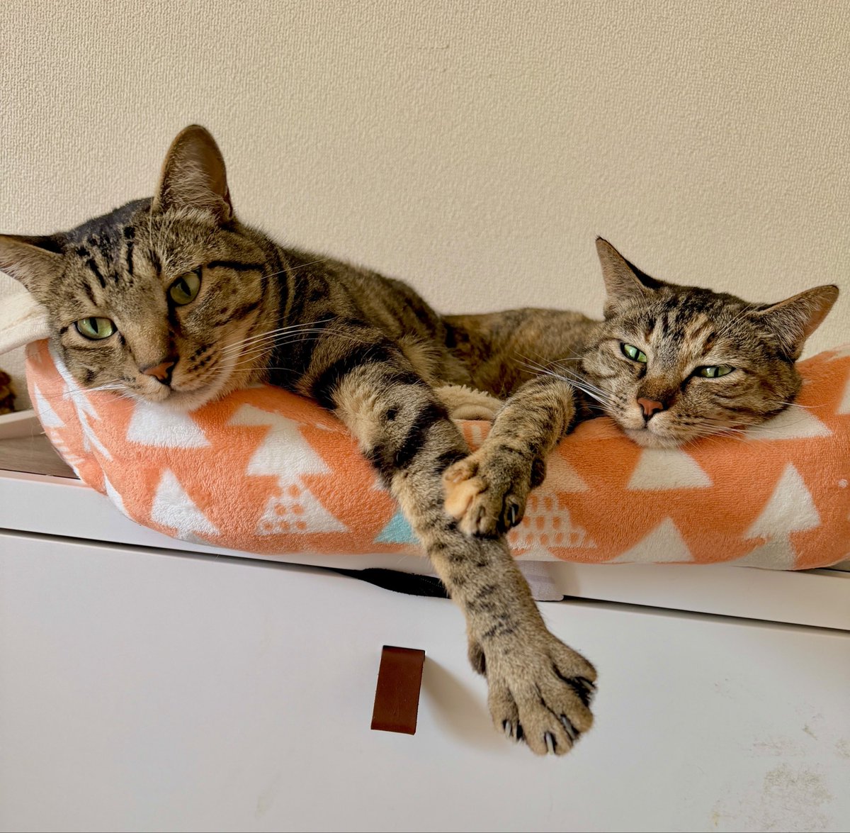 おやすみなさい🐈🦍..💤