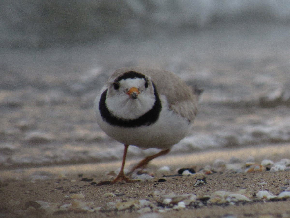 FirmBird's tweet photo. PIPING PLOVER ACTION SHOT vs her teeny children https://t.co/8ZEUpKBt7g