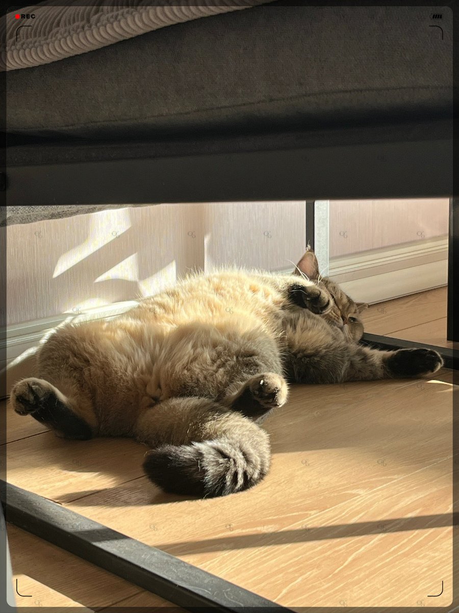 AndradeeSteh's tweet photo. Just caught my cat mid-step on the laundry I folded—two seconds from knocking it all over. My 2-minute win against laundry chaos! https://t.co/p8Bh7qf68D