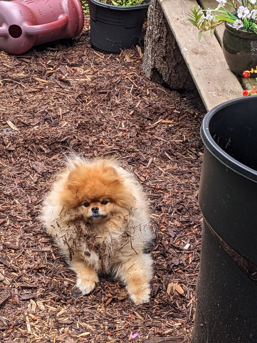 odiesislandlife's tweet photo. DUDE!!! Stop rolling in the fresh mulch!! 😳 #odiesworld #dirtyboy https://t.co/WwZIBFnwgp