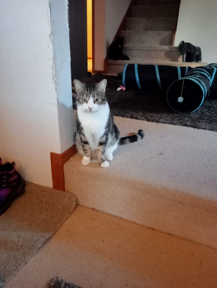 TedMoko's tweet photo. Dis Nandeana Green Mount Rhodes hur is da baybee of da cat famlee https://t.co/BkXTj02TUK
