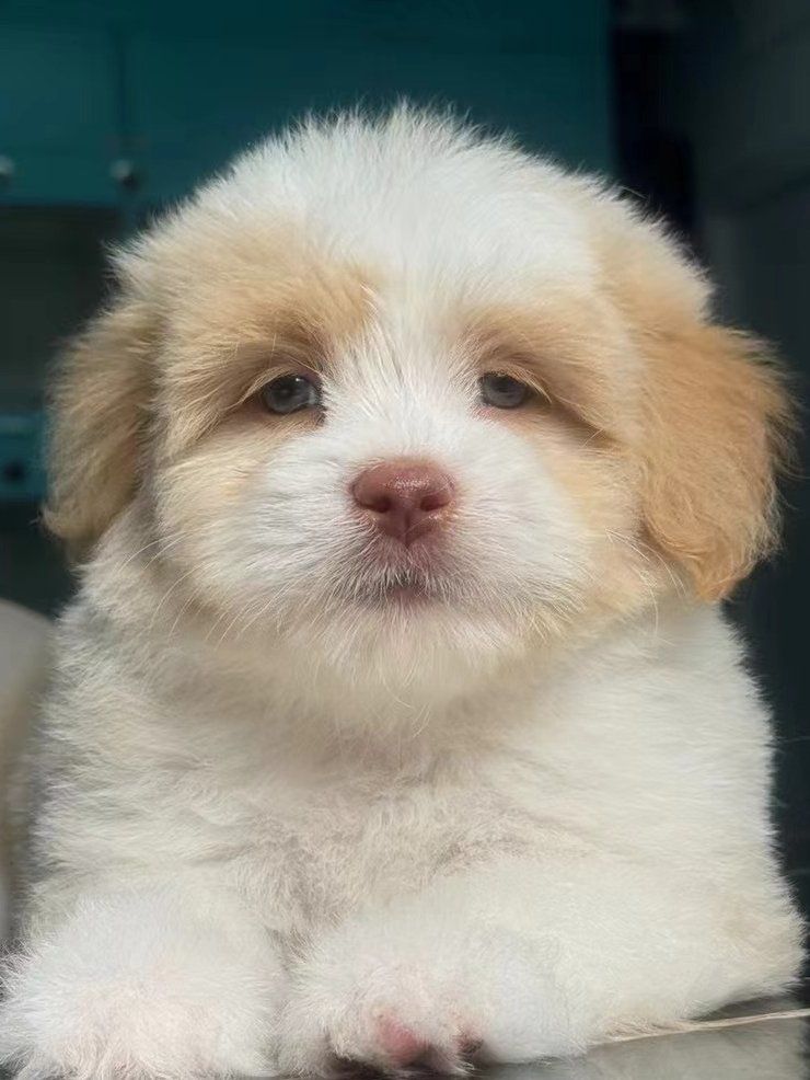 BurkinabeMr's tweet photo. My little pup has hit 6 months old today! From a wobbly tiny ball of fur to a zooming, treat-obsessed troublemaker—every growth spurt is my favorite kind of magic. https://t.co/CtwPB2Hm0G