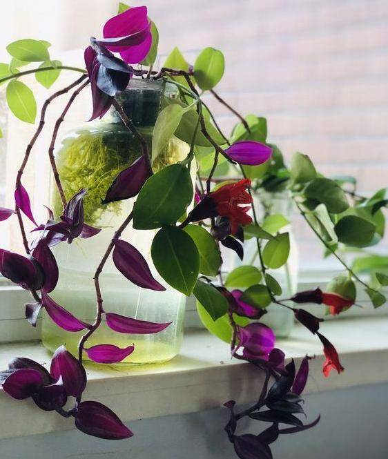 oti555's tweet photo. [Pro tip for your pothos: Rotate it 1/4 turn weekly! It grows straight toward light, so this keeps it lush u0026 balanced. No fancy tools needed—just a quick spin ]， https://t.co/0ayaXDsErD