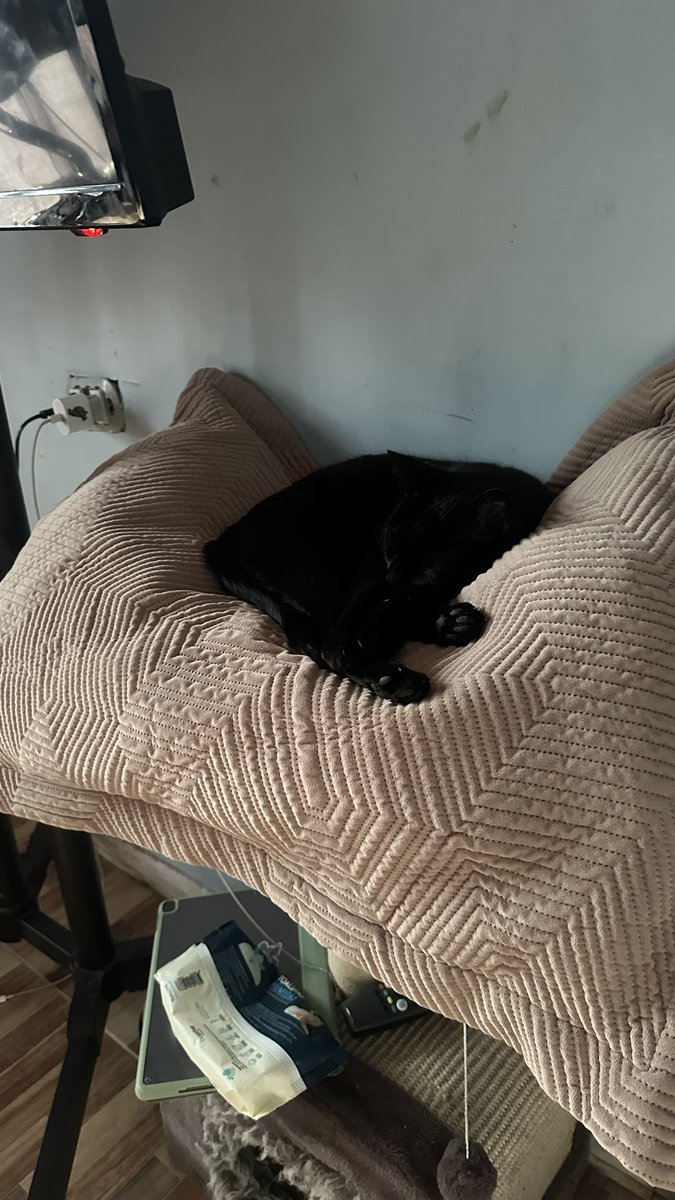 dkzdeus's tweet photo. 🐈‍⬛💤 https://t.co/LIbGdepCeY