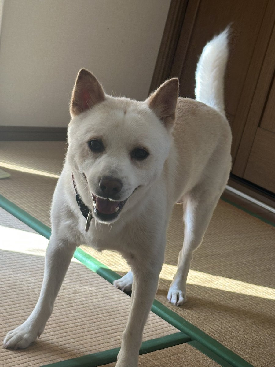 billyanduncle's tweet photo. 🐕もう台風行っちゃったよ？あさんぽ行くんだよ？ https://t.co/iKYOmBfgpj