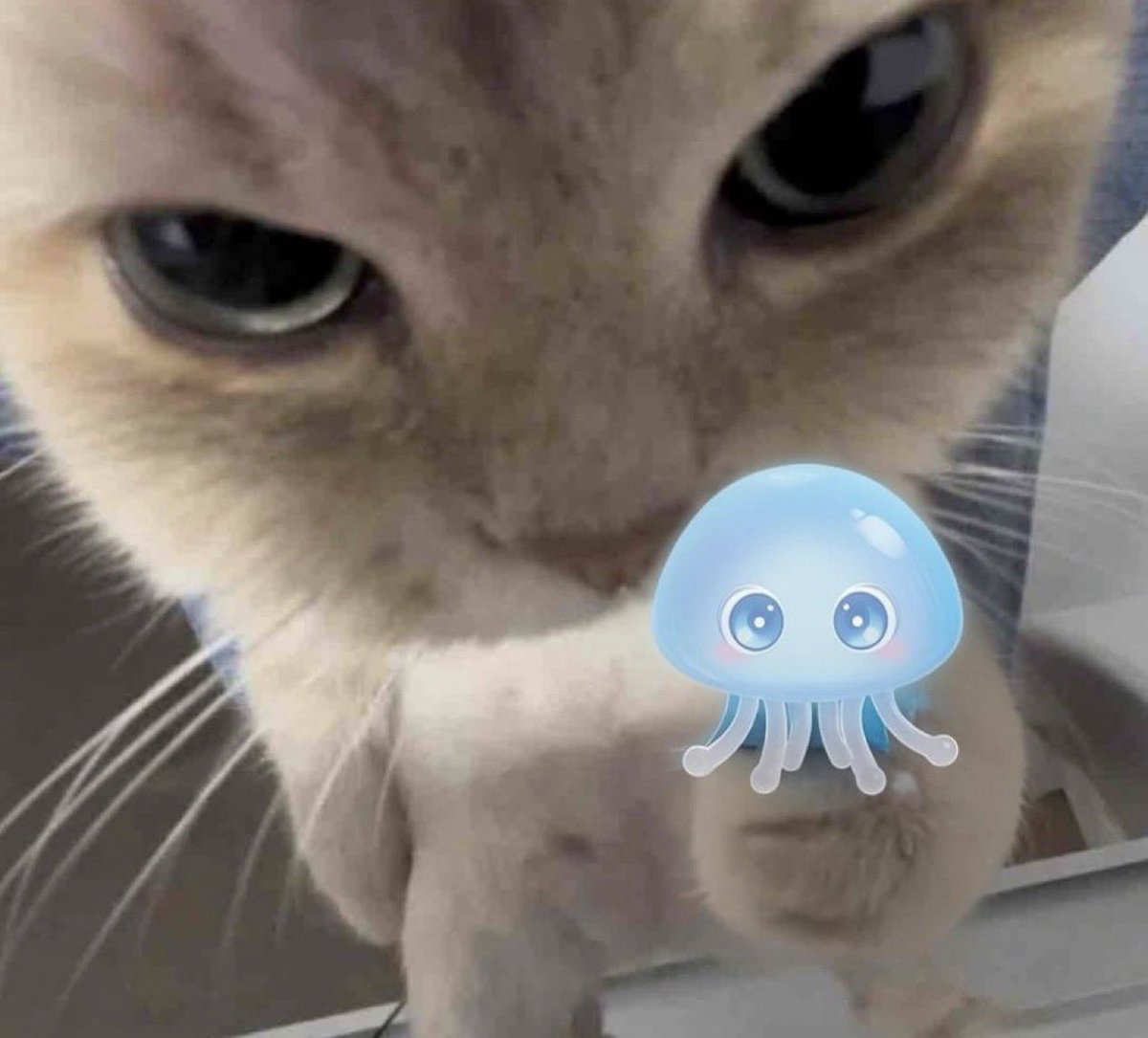 tuffcatsol's tweet photo. fuck with me and get stung bitch https://t.co/v1Dr4QbdbS
