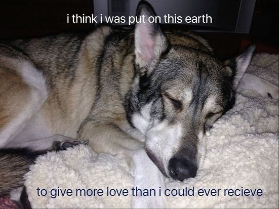 DoggyPosting's tweet photo. https://t.co/F9UsHucBWy