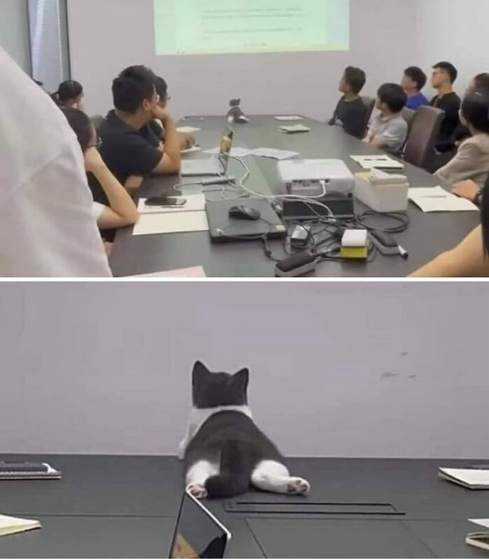 12HarleyG's tweet photo. Just caught my intern stapling meeting agendas to the office cat  We now have the only "purr-fect" documented minutes in the company. https://t.co/mVGo7khvtz