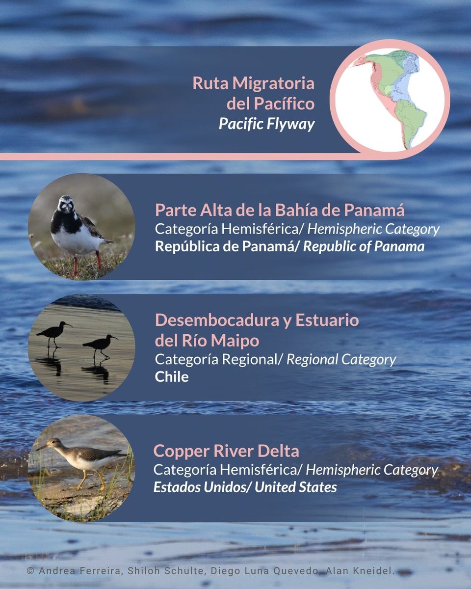 WHSRN's tweet photo. 🌎Descubra los sitios que estarán representados en este encuentro/ Discover the sites that will be represented in this conversation.

Ruta Migratoria del Pacífico/ Pacific Flyway
Ruta Migratoria del Atlántico/ Atlantic Flyway
Ruta Migratoria Mid-continental/ Midcontinental Flyway https://t.co/CDDbHOvuij