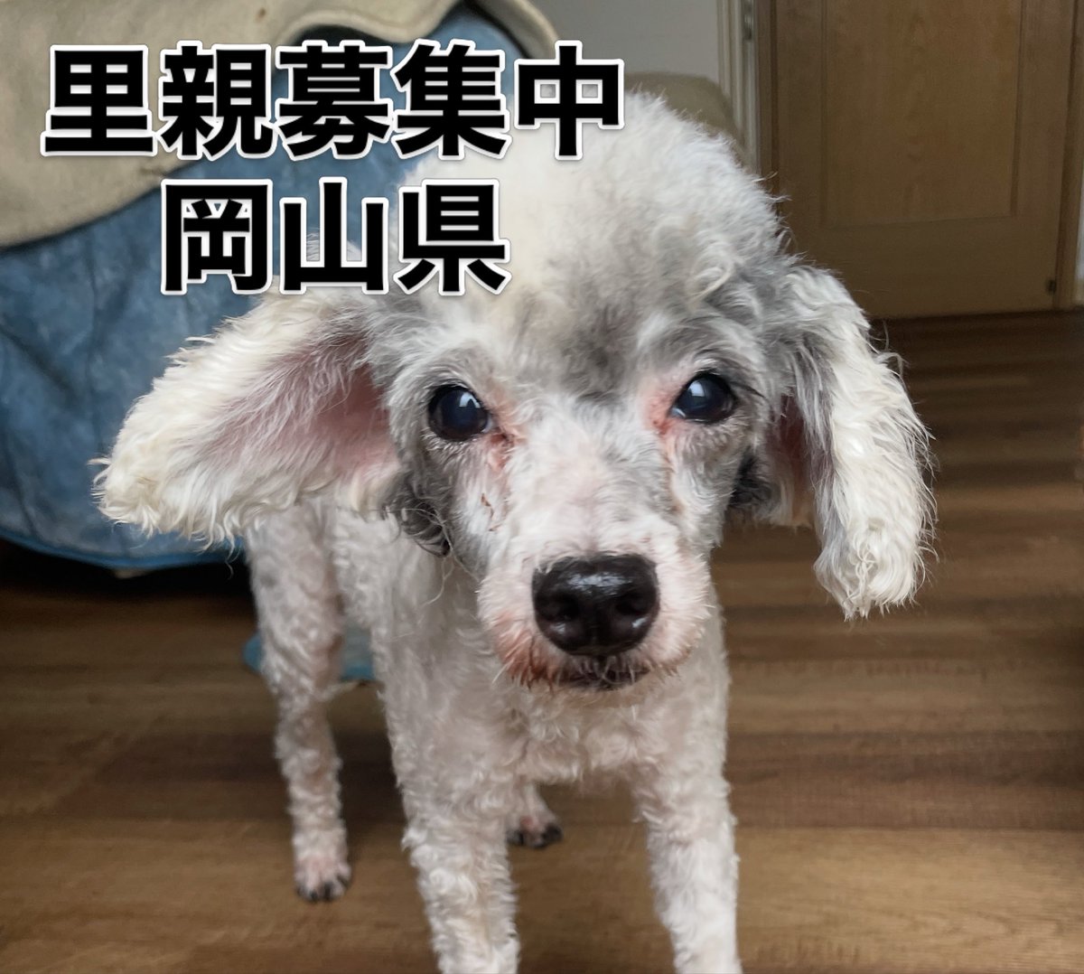 cassy96621's tweet photo. 里親募集中‼️
ドキンちゃん🐾
抱っこ抱っこ〜と
甘えん坊さんですよ🐶

#里親募集中#小型犬#保護犬#トイプードル#殺処分ゼロ https://t.co/3i7gqSJbbQ