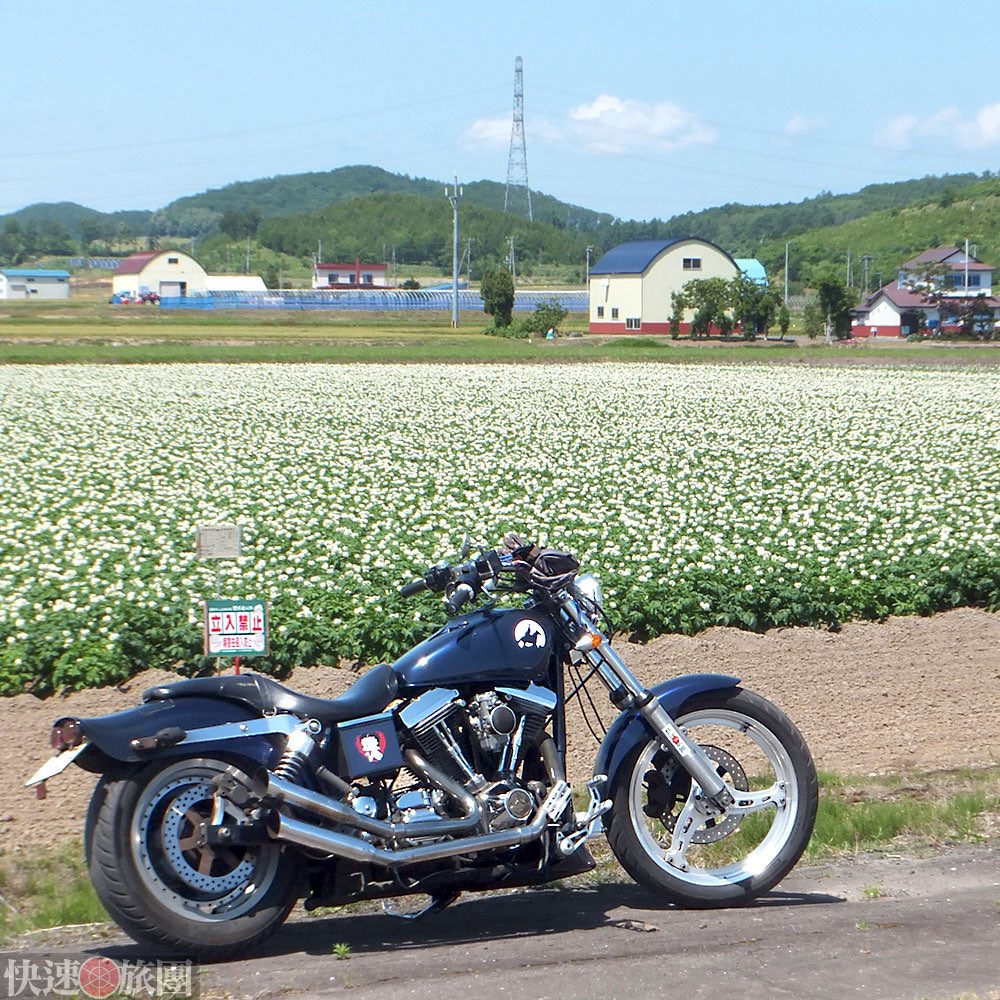 kaisoku_ryodan's tweet photo. (´ー｀)もーにん 
先の水曜、ジャガイモが花をつけていました。花って間引きすることが多いらしいのでラッキーな光景だったかもしれません。 https://t.co/BCX4XKVybh