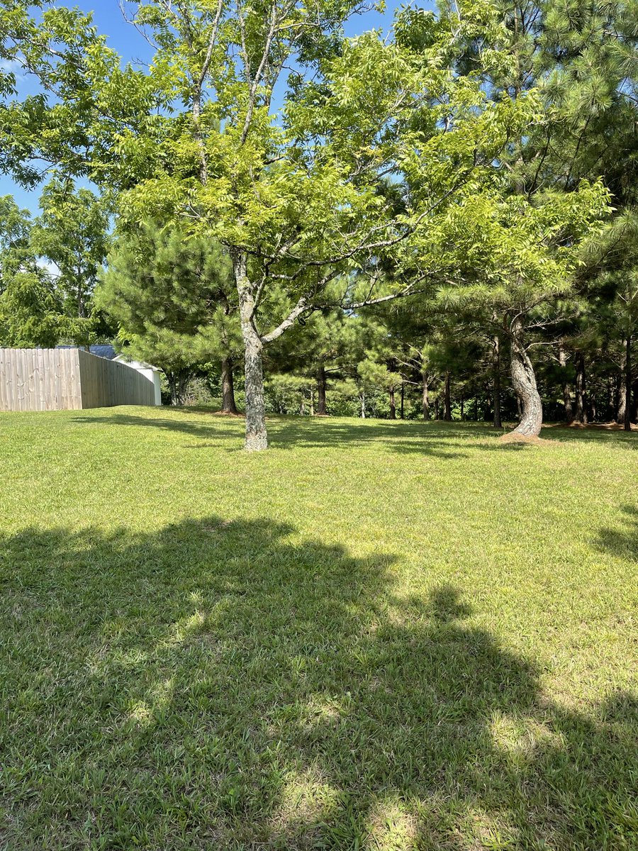 BobHowellUSA's tweet photo. So many volunteer trees, trees never trimmed or taken care of, couldn’t drive a mower through there. Now, it’s all finished. Removed trees, burned stumps, trimmed &amp; removed damaged branches. https://t.co/ajUZdW7JRG