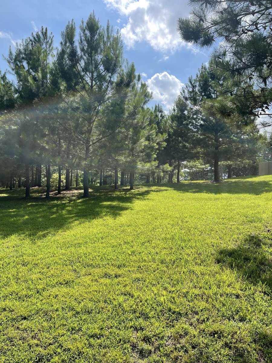 BobHowellUSA's tweet photo. So many volunteer trees, trees never trimmed or taken care of, couldn’t drive a mower through there. Now, it’s all finished. Removed trees, burned stumps, trimmed &amp; removed damaged branches. https://t.co/ajUZdW7JRG