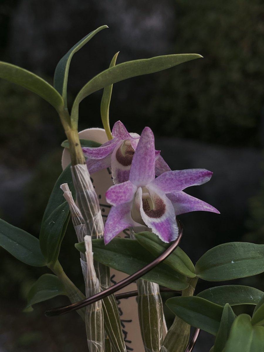 ______str0505's tweet photo. 高芽寄せ植えの方。クレヨンで塗ったような色質が好きー。ちゃんと沢山咲かせたーい。 https://t.co/0v700rZJmq
