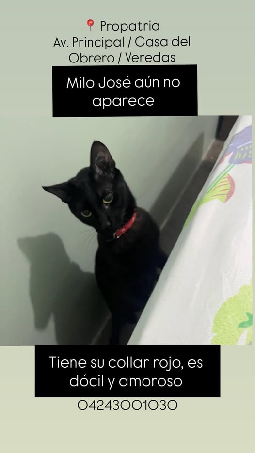 A64029345's tweet photo. Milo José aún no aparece, tiene collar rojo. Es dócil y amoroso.
Estamos ubicados en la Av. Ppl. Propatria.
04243001030 https://t.co/AOqkNROWBI
