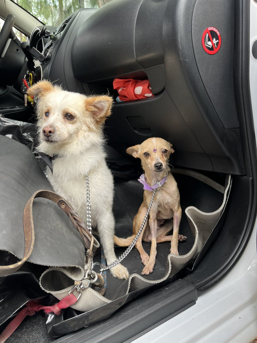 HELA_MORE's tweet photo. Hoy ha sido un día de locos, amigos, y por eso no pudimos irles compartiendo cada momento como tanto nos gusta hacer antes de una adopción.

Pero les contamos, con el corazón lleno de emoción, que Richi y Pixie ya van rumbo a su nuevo hogar. 🥹❤️

Quedaron guapísimos después de su baño. No se dejaron secar con la secadora porque le tienen mucho miedo, así que los secaron con toallitas y muchísima paciencia. Verlos tan tranquilos y consentidos nos derritió el corazón.

Hoy comienza una nueva etapa para ellos y no podríamos estar más felices. Gracias a quienes han seguido su historia y les han enviado tanto cariño.

¡Les deseamos una vida llena de amor, cuidados y muchísimos momentos felices! 🥰🏡🐾