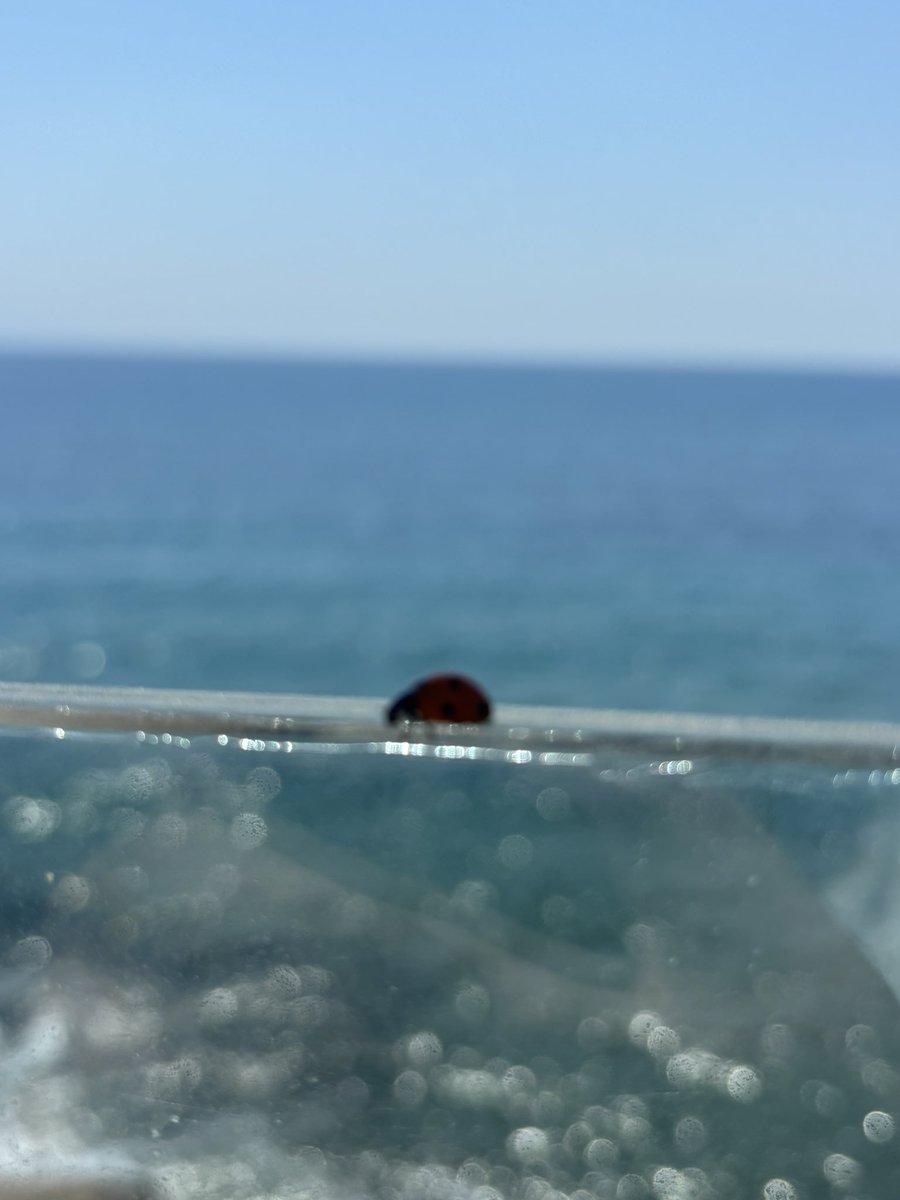 memhtv's tweet photo. Lemon https://t.co/cv9m4CAwH7