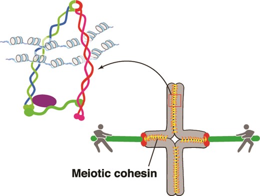 IshiguroL's tweet photo. Meiosis-Specific Cohesin in Mammalian Germ Cells https://t.co/RB2bjD2xSU https://t.co/JWKRegqiEO