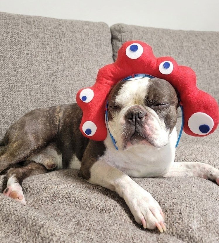 Bon_Bosterri's tweet photo. ちなみにこのミャクミャクは、会社の出し物で手作りしたもの
ぼんちゃん大人しく着用w

#ボステリ　#ボストンテリア　#bostonterrier https://t.co/ATtttMH4E7