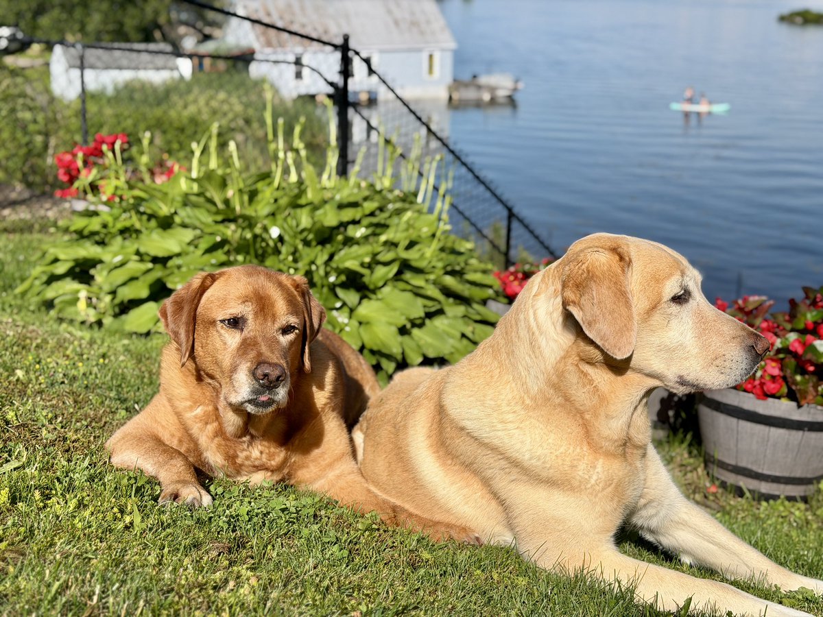 skicarvin's tweet photo. @BoatingOnLI @MapleBayMarina @clippershiptea What a great selection and choice, was it as good as it sounds?
Sunshine and warm on the River means it’s time for Iced Tea and Tans ☀️ https://t.co/gxJK4U5pru