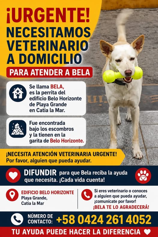 A64029345's tweet photo. Por favor ayudemos a difundir para que un veterinario en Catia la mar atienda a Bela, la perrita de Belo horizonte de playa grande en Catia la mar.
Se encuentra en la garita de Belo horizonte. Por favor ayuden 📷📷📷 https://t.co/m3tJ2VOgFi
