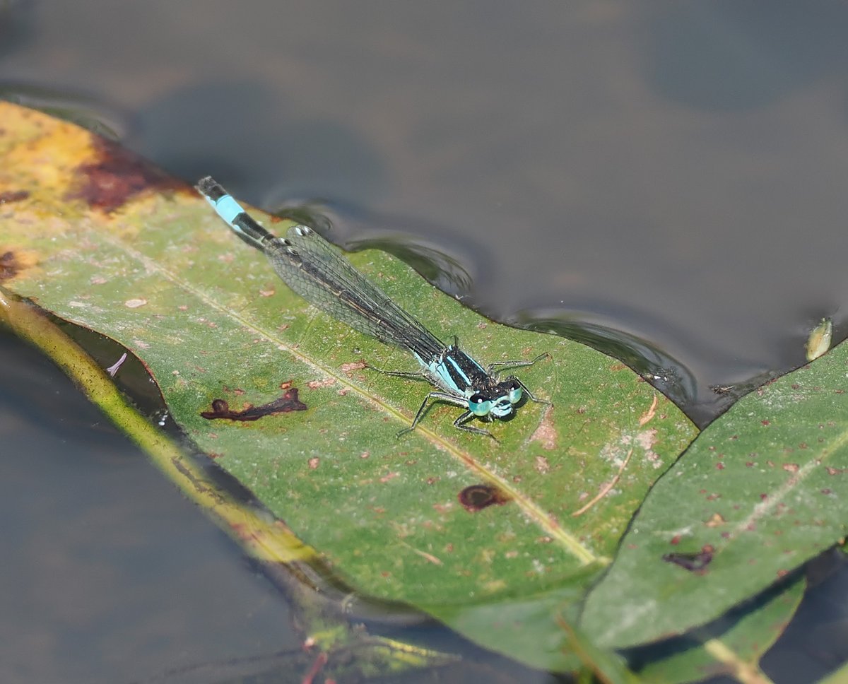 Anthrobirder's tweet photo. It was pleasing to see some damselflies in St Fittick's Park today with both Blue-tailed and Azure present. I've not seen either species here for several years, with the wetlands getting overgrown and polluted. #InsectWeek @BDSdragonflies https://t.co/0tovRnZfuf