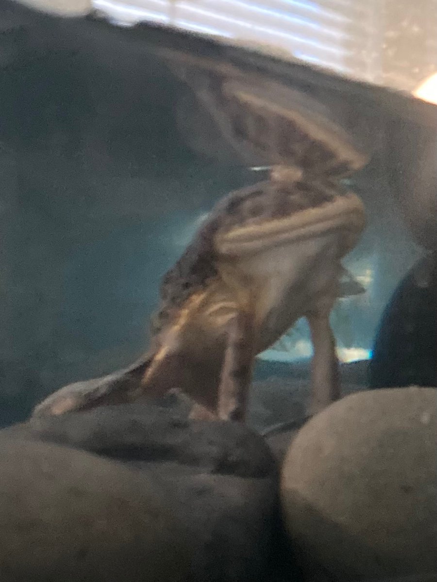 Chuch's Mediocre Frog Blog tweet media
