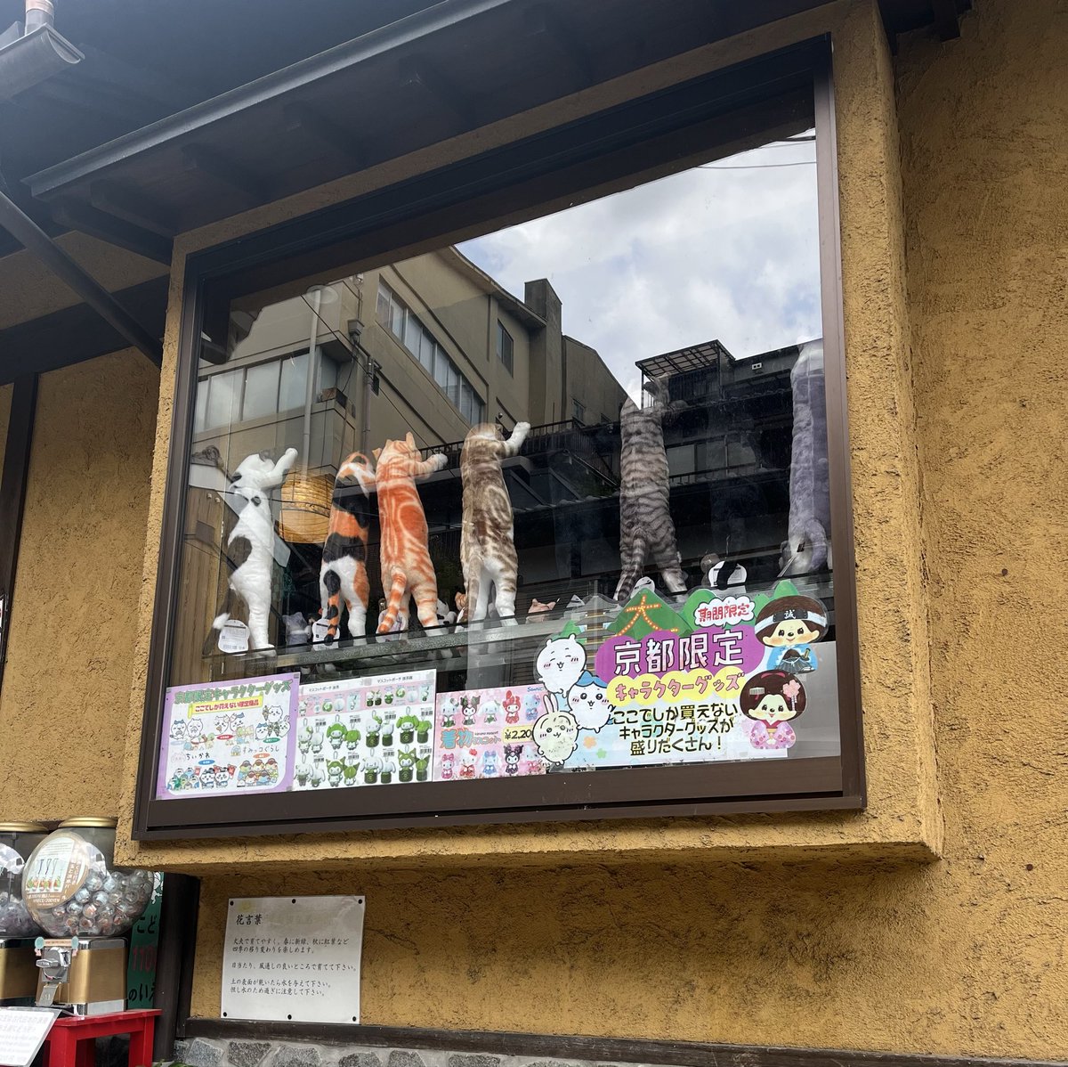 Anjean33's tweet photo. おはよう(⁎⁍̴̛ᴗ⁍̴̛⁎)
昼から雨が上がるようなので神社散歩しようかなって思ってます。
⬇️黒い所は🐈‍⬛
｢黒猫さん｣が居てます❦·̩͙ https://t.co/FHhh1x07nR